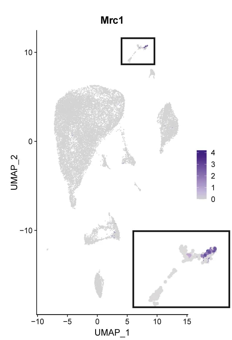 Open access visualization of UMAP, Feature Plot, Mrc1, Vascular Macrophages, Myeloid Cell Cluster