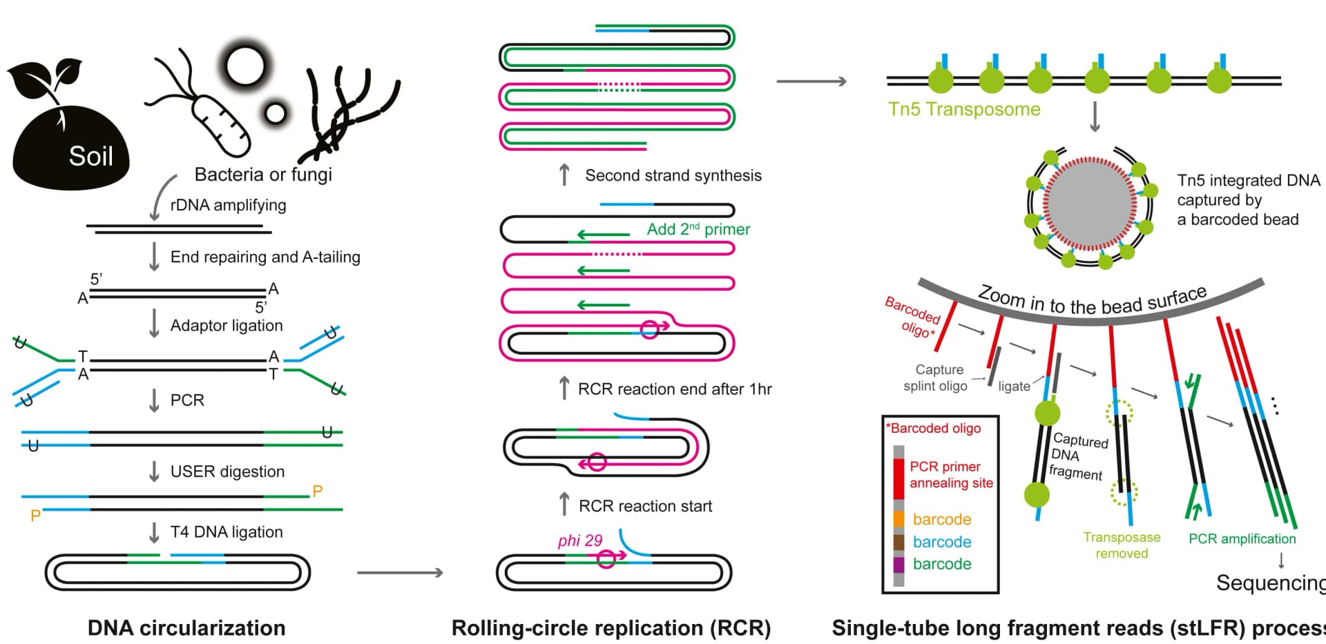 Open access visualization of Workflow, Illustration, Rolling-Circle Replication, DNA extraction, rDNA Primers