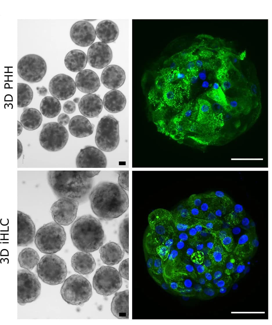 Open access visualization of Microscopy, Bright-Field, Immunofluorescence, 3D PHHs, 3D iHLCs