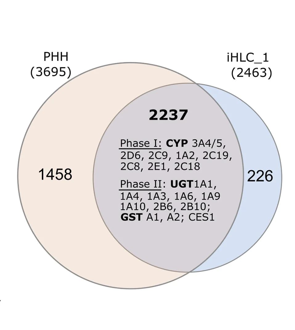 Open access visualization of Venn Diagram, Proteins, PHH Organoids, iHLC Organoids