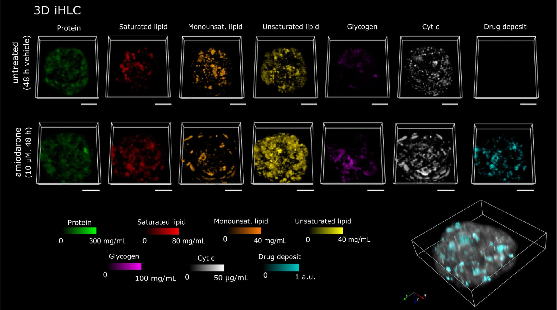Open access visualization of 3D Plot, Microscopy, Untreated, Amiodarone, iHLC Organoids