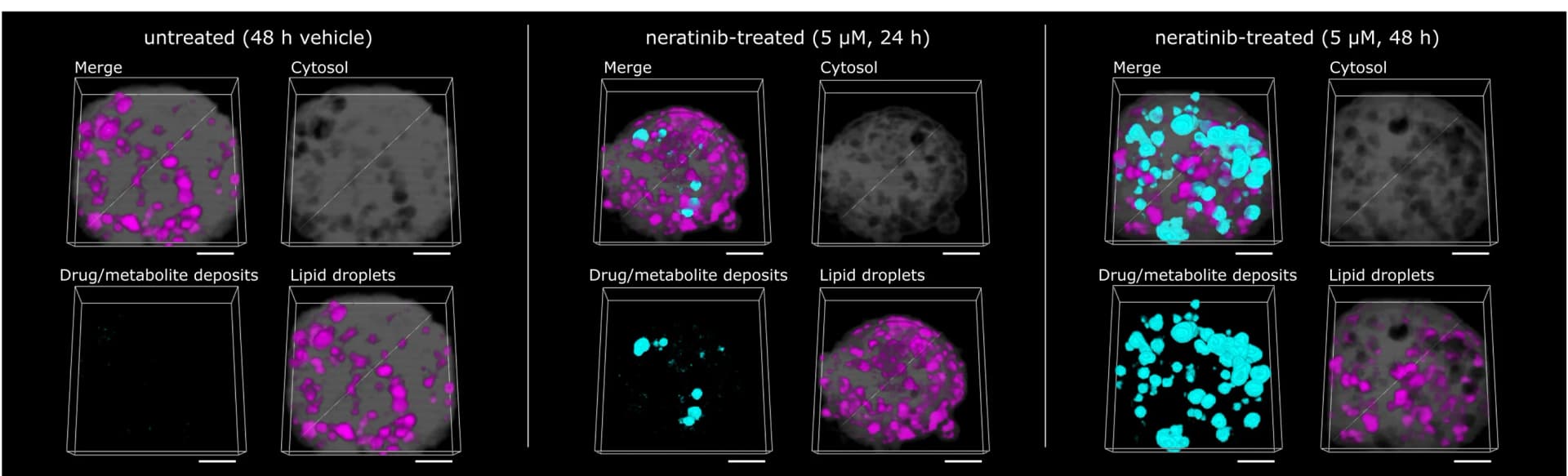 Open access visualization of Microscopy, qVRI, Drug, Metabolite, Lipid Droplets