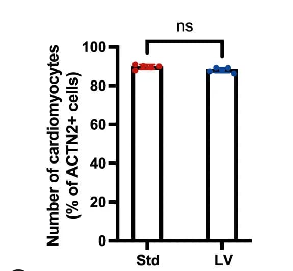 Open access visualization of Bar Plot, Scatter Plot, Cardiomyocyte Quantification, hPSC-CM Cultures, ACTN2