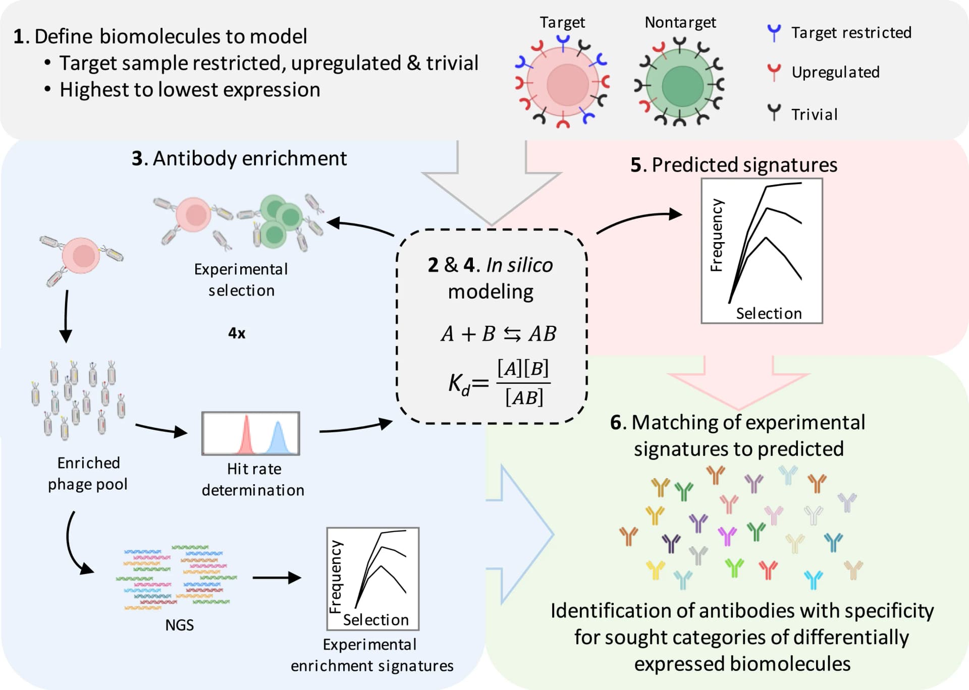 Open access visualization of Workflow, Flowchart, Biomolecules, Surface Receptors, Target Cells