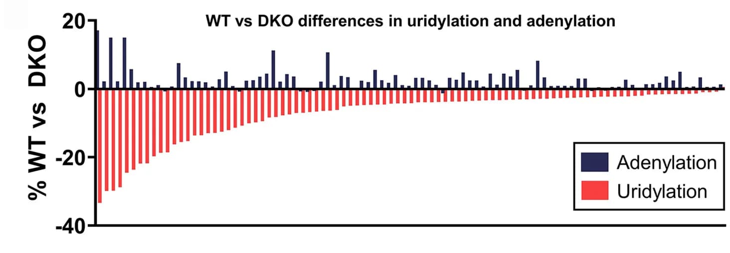Open access visualization of Bar Plot, Clustered, Uridylation, HEK293T Cells, miRNAs
