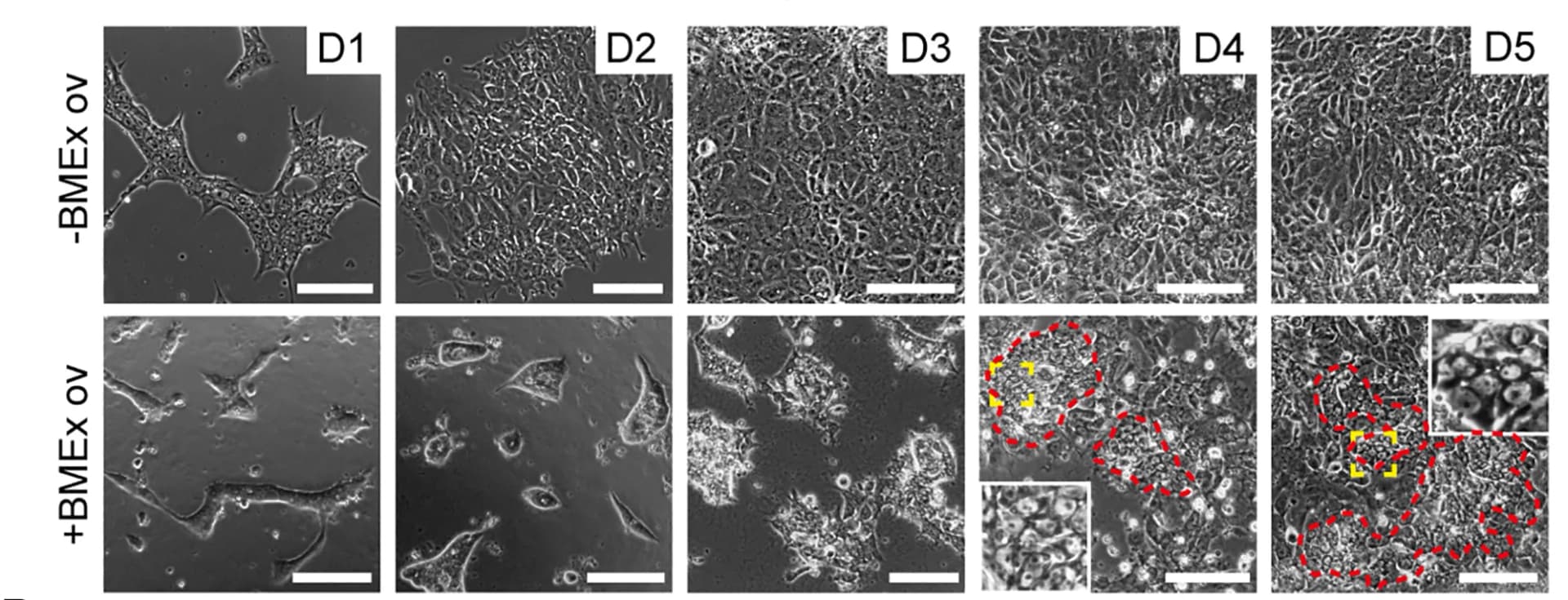 Open access visualization of Microscopy, Bright-Field Images, BMEx Overlay, Cell Differentiation
