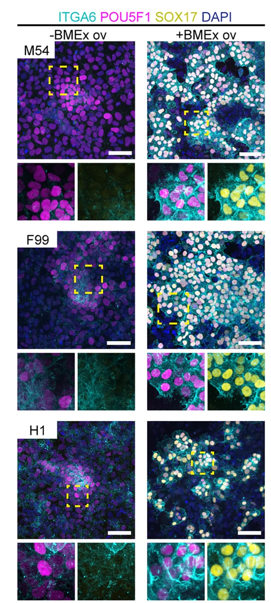 Open access visualization of Microscopy, Immunofluorescence, ITGA6, POU5F1, SOX17