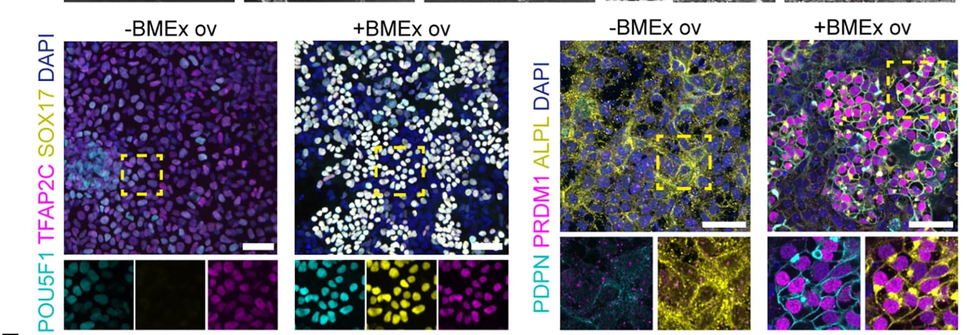 Open access visualization of Microscopy, Immunofluorescence, POU5F1, TFAP2C, SOX17