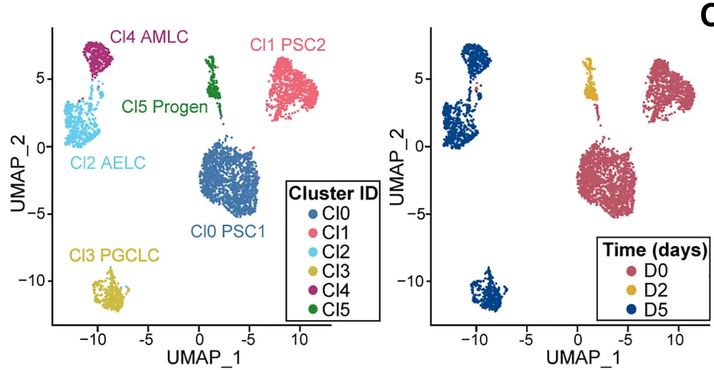 Open access visualization of UMAP, UMAP Plot, Cluster Identification, Single-Cell Transcriptomics, hPSC Lines