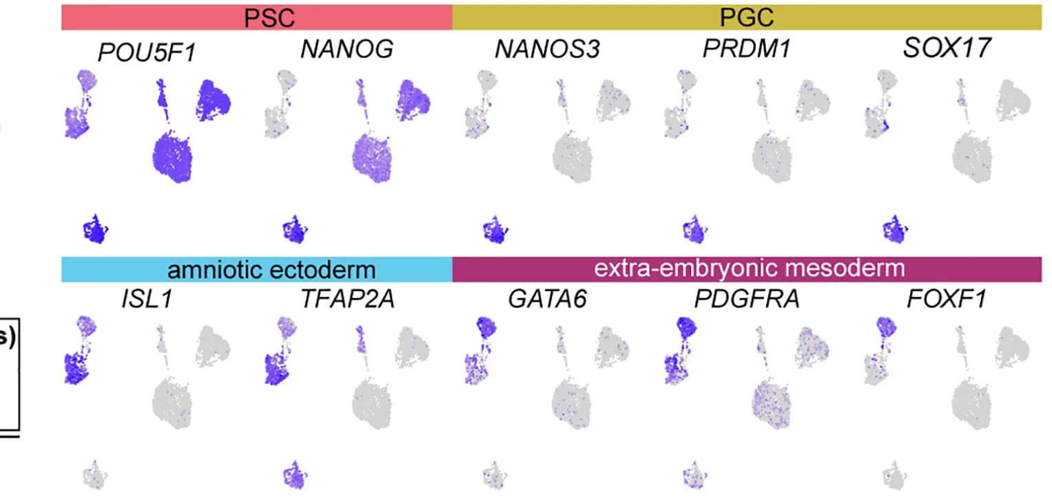 Open access visualization of UMAP, Scatter Plot, Gene Expression, Signature Genes, Cell Types