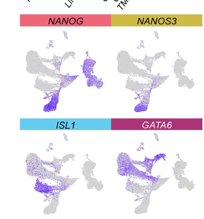 Open access visualization of UMAP, Gene Expression, Signature Genes, Cell Types, UMAP Plot