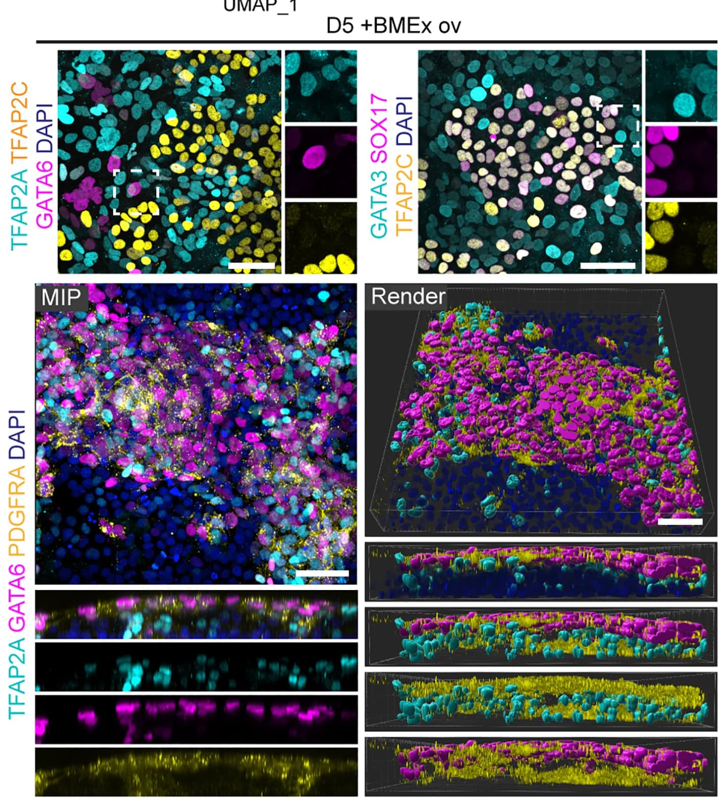 Open access visualization of Microscopy, Immunofluorescence, TFAP2A, TFAP2C, GATA6