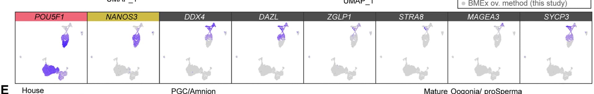 Open access visualization of UMAP, Scatter Plot, Gene Expression, Cell Types