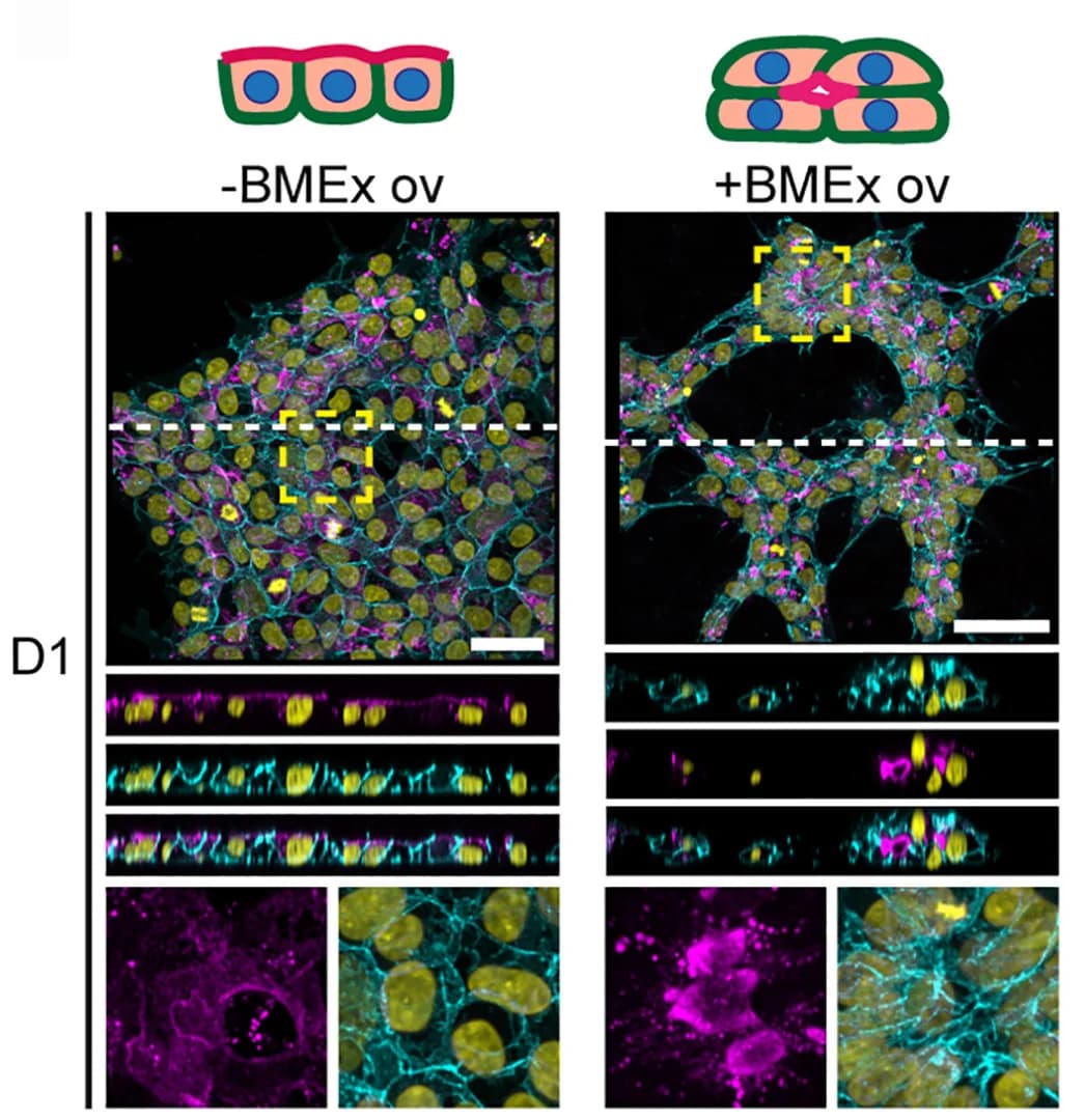 Open access visualization of Microscopy, Immunofluorescence, CTNNB1, PODXL, BMEx Overlay