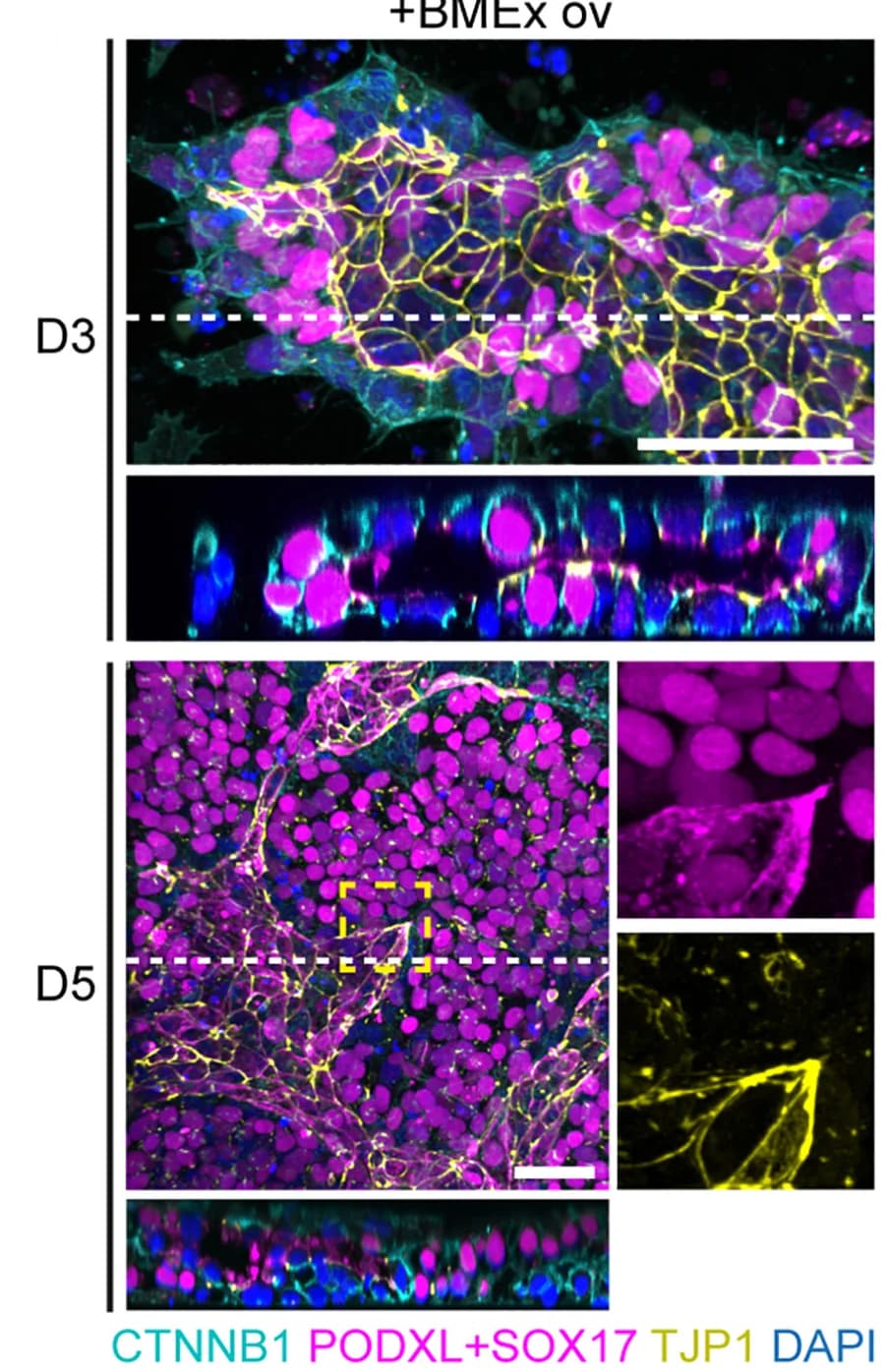 Open access visualization of Microscopy, Immunofluorescence, CTNNB1, PODXL, SOX17