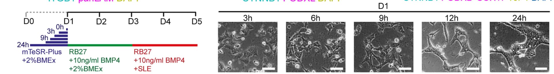 Open access visualization of Microscopy, Bar Plot, Experimental Scheme, Bright-field Images, BMEx Overlay