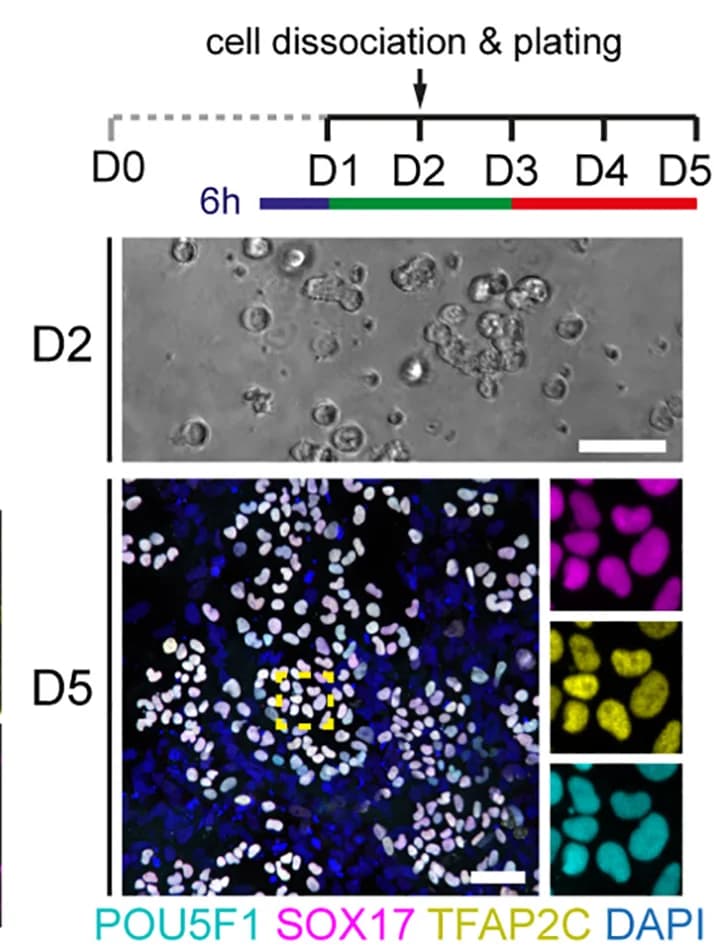 Open access visualization of Microscopy, Experimental Scheme, Bright-field Image, Immunofluorescence, POU5F1