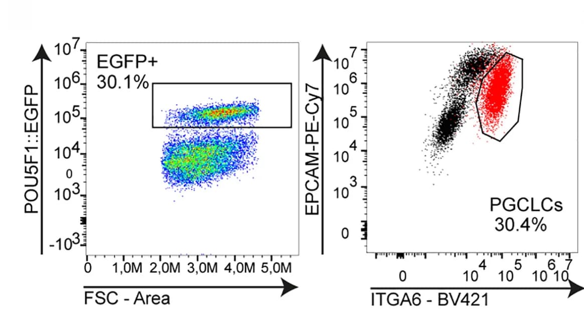 Open access visualization of Scatter Plot, FACS, POU5F1::EGFP+ cells, EPCAM+ITGA6+ cells