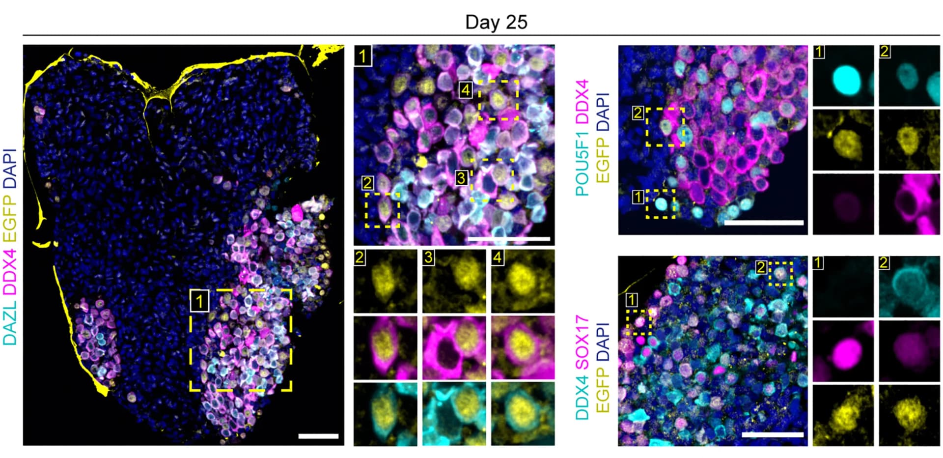 Open access visualization of Microscopy, Photo, Gel, Immunofluorescence, EGFP