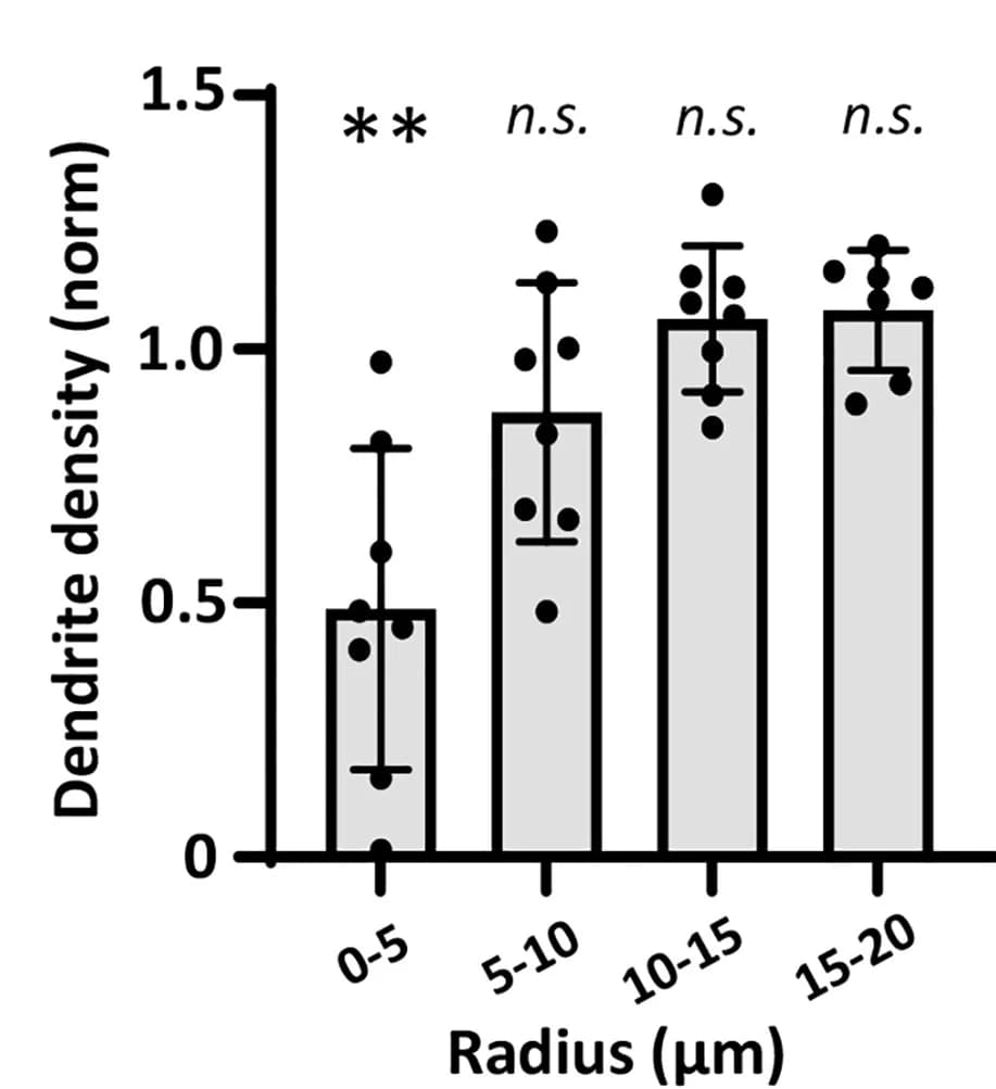 Open access visualization of Bar Plot, Error Bars, Dendrite Density, Capillary Rupture, Female Mice