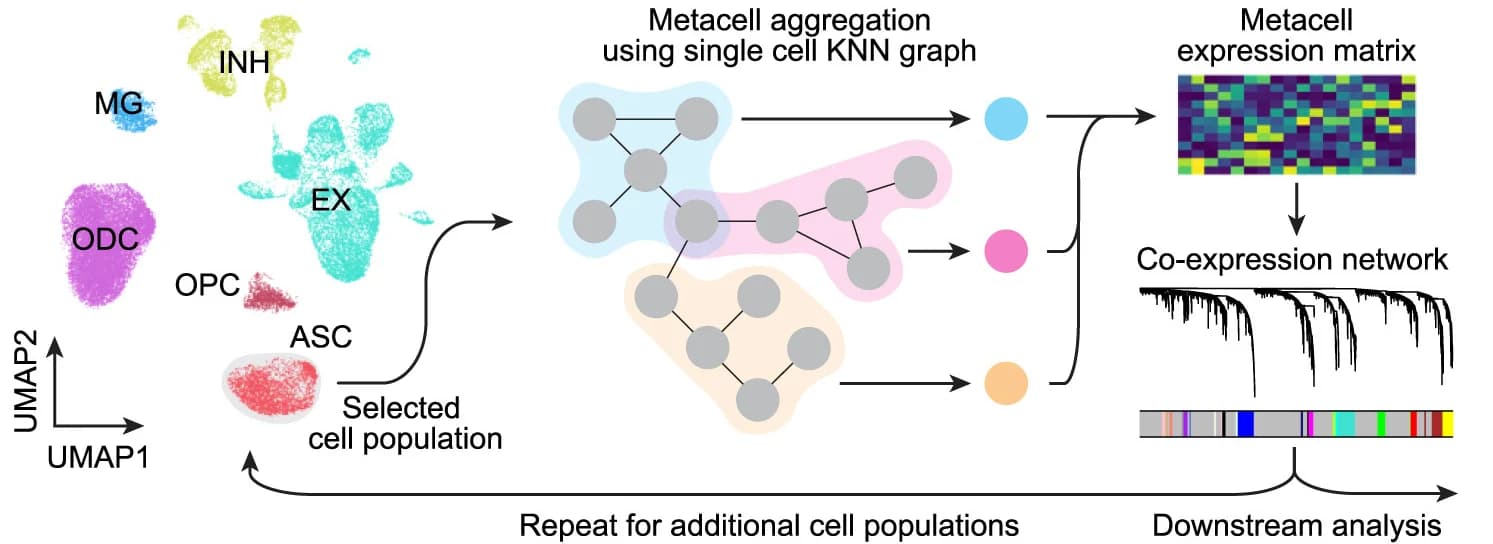 Open access visualization of Workflow, UMAP, Network, Heatmap, scRNA-seq dataset