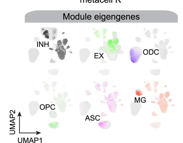 Open access visualization of UMAP, snRNA-seq, Module Eigengene