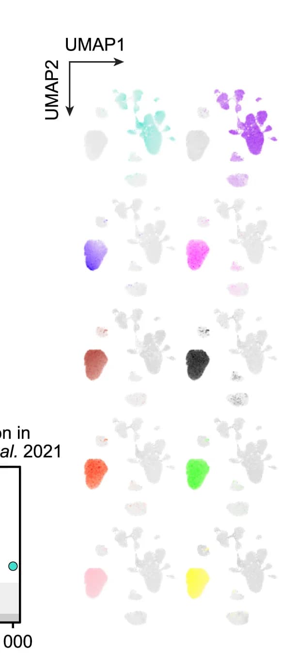 Open access visualization of UMAP, Scatter Plot, snRNA-seq, Module Eigengenes, Oligodendrocytes
