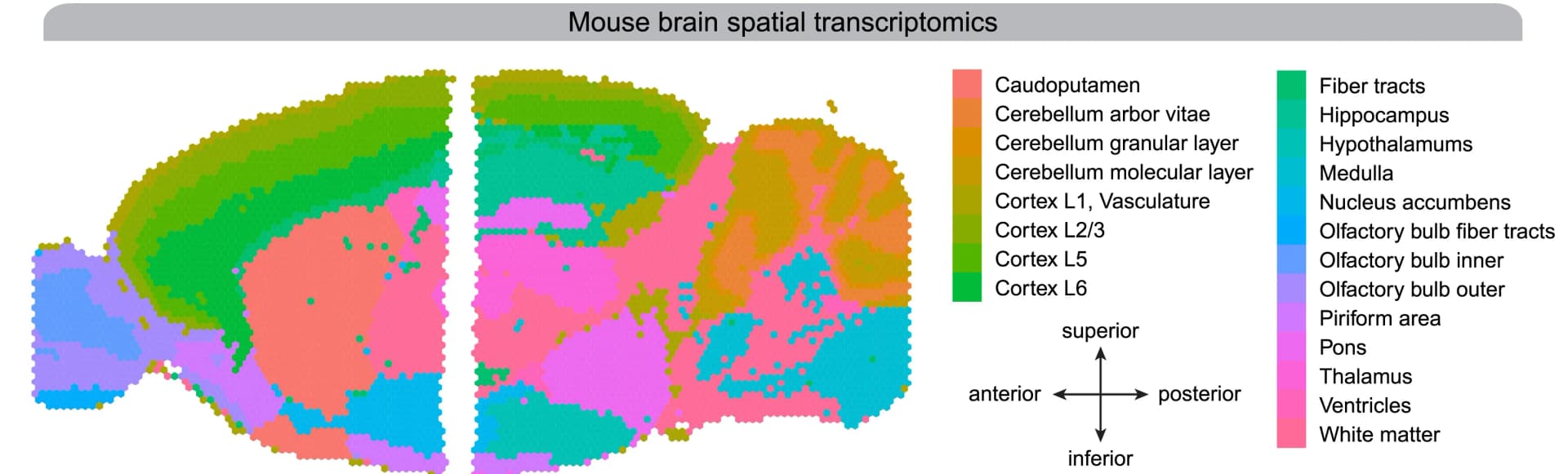 Open access visualization of Geo Map, Spatial Transcriptomics, Mouse Brain, Anterior, Posterior