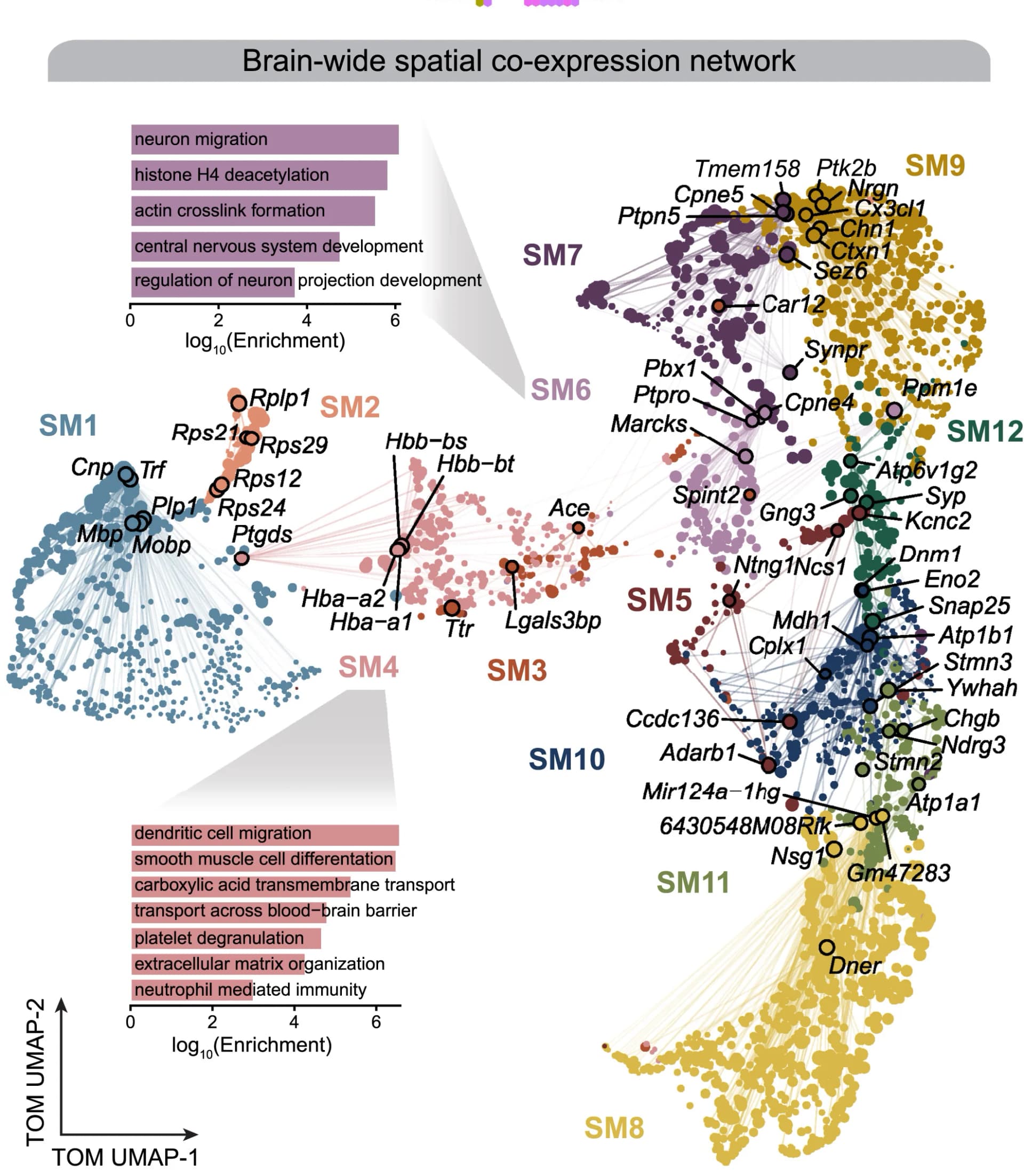Open access visualization of Scatter Plot, Bar Plot, UMAP, UMAP Plot, Mouse Brain
