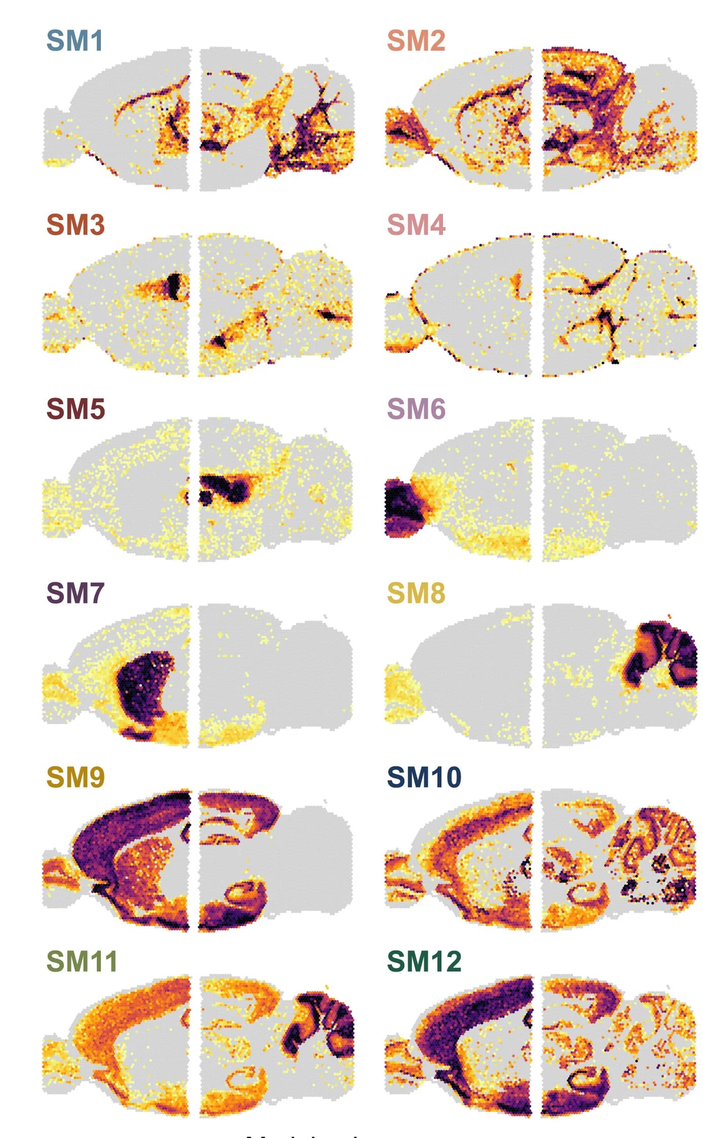 Open access visualization of Heatmap, Spatial Transcriptomics, Co-expression Modules, Mouse Brain