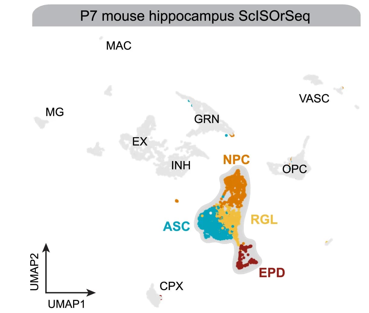 Open access visualization of UMAP, UMAP Plot, Mouse Hippocampus, Cell Types, Co-expression Network Analysis