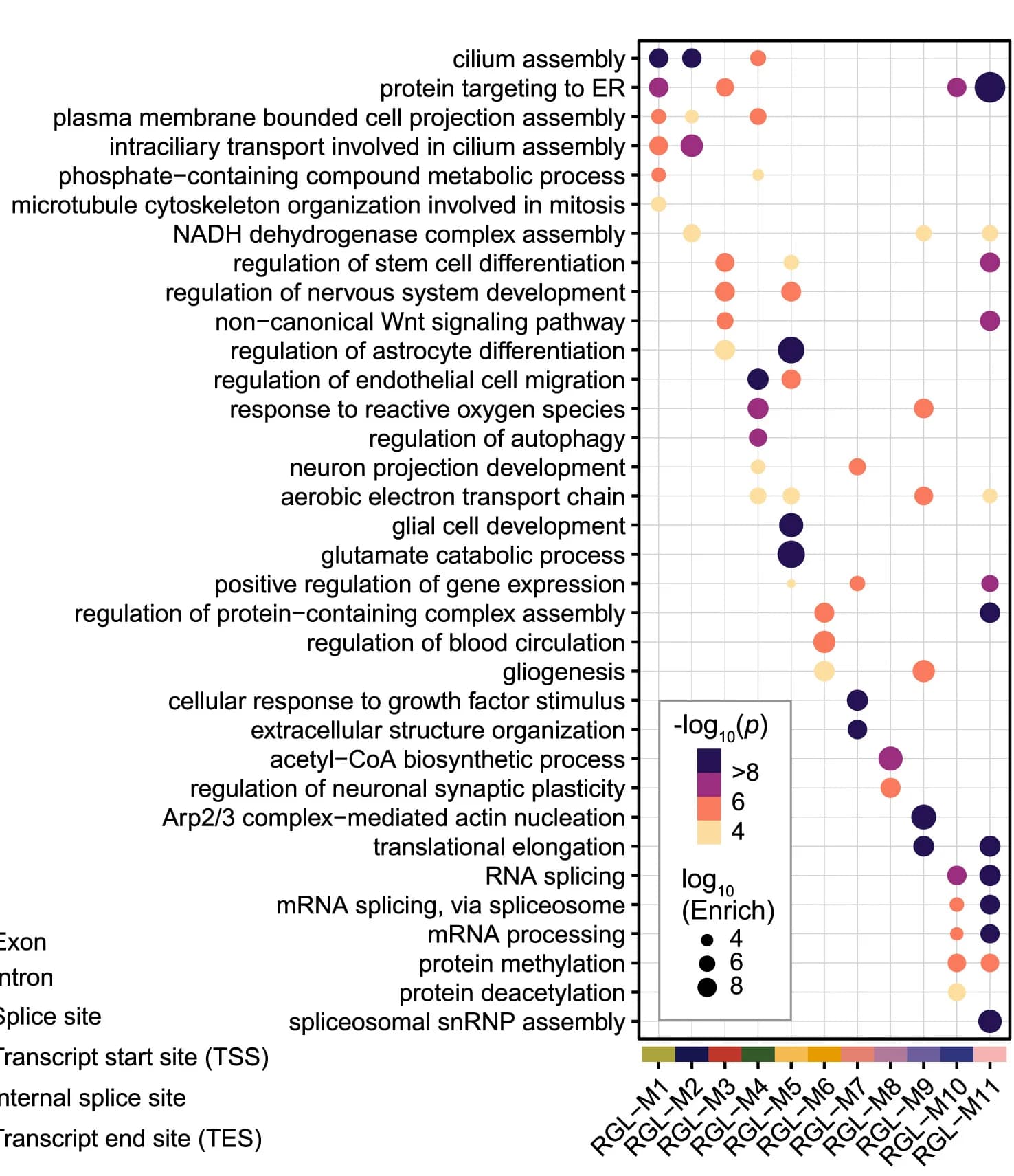 Open access visualization of Bubble Plot, Dot Plot, GO Term Enrichment, Co-expression Module