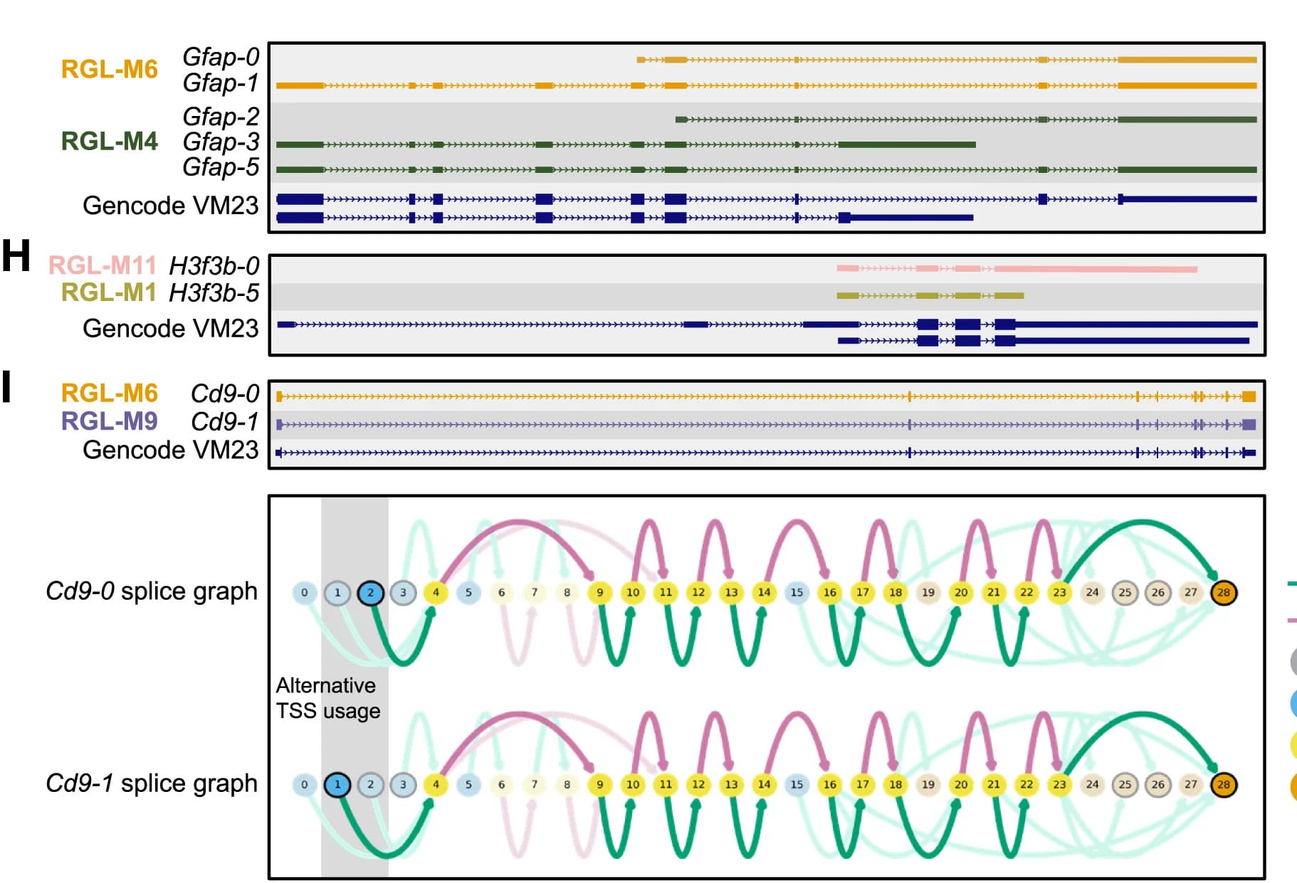 Open access visualization of Workflow, Illustration, Gene Models, Isoforms, Gfap