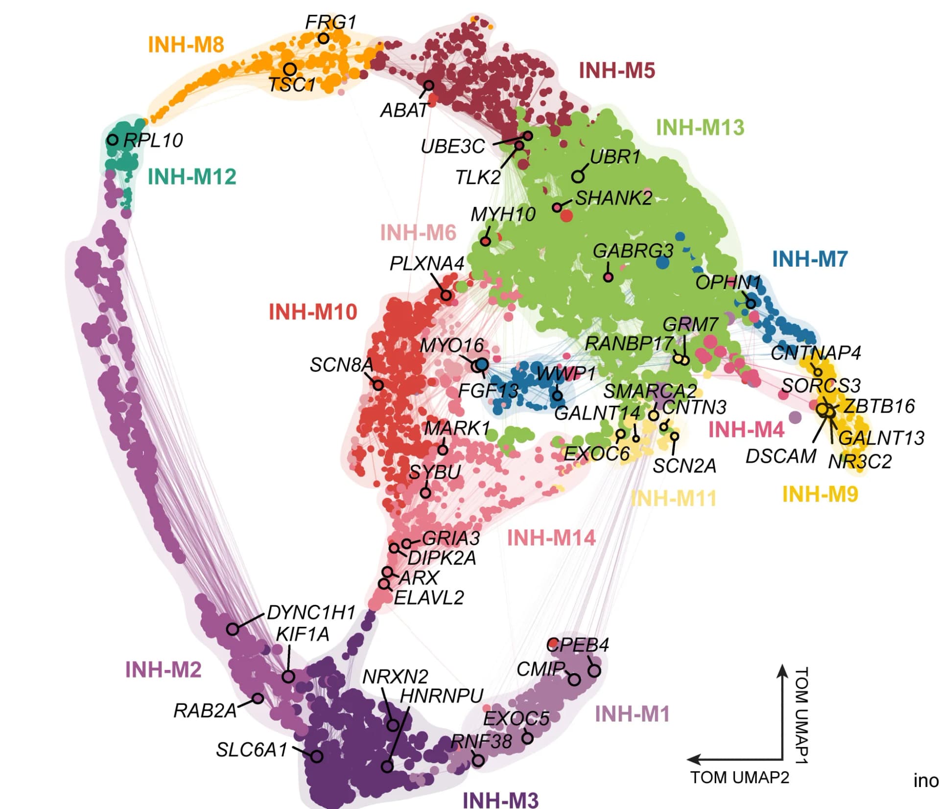Open access visualization of Scatter Plot, UMAP, Network, Gene co-expression network, Inhibitory neurons