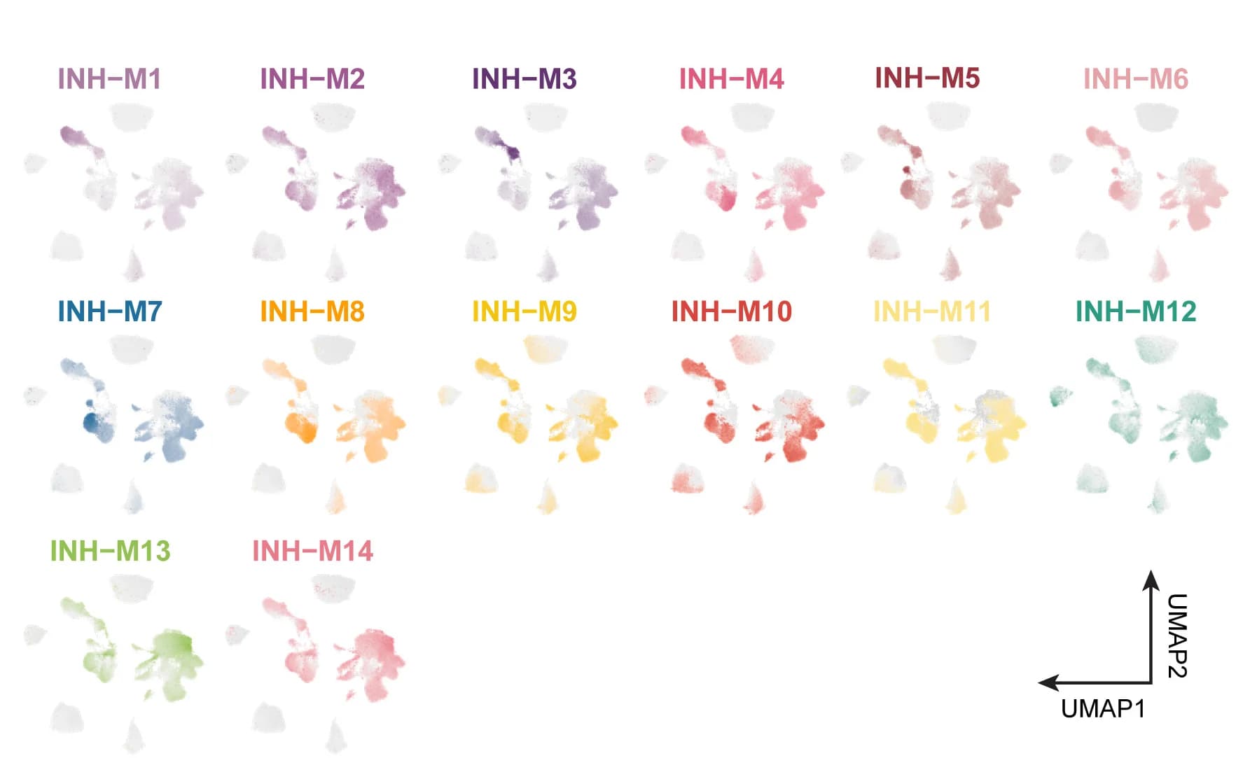 Open access visualization of UMAP, snRNA-seq, UMAP plot, Co-expression modules