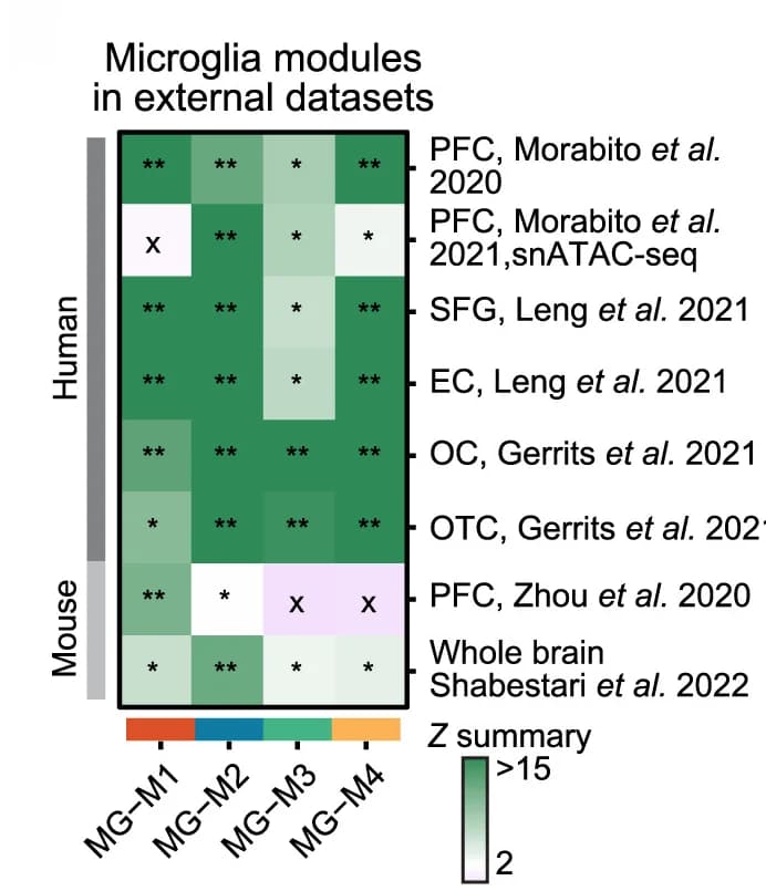 Open access visualization of Heatmap, Brain Regions, Superior Frontal Gyrus, Entorhinal Cortex, Occipital Cortex
