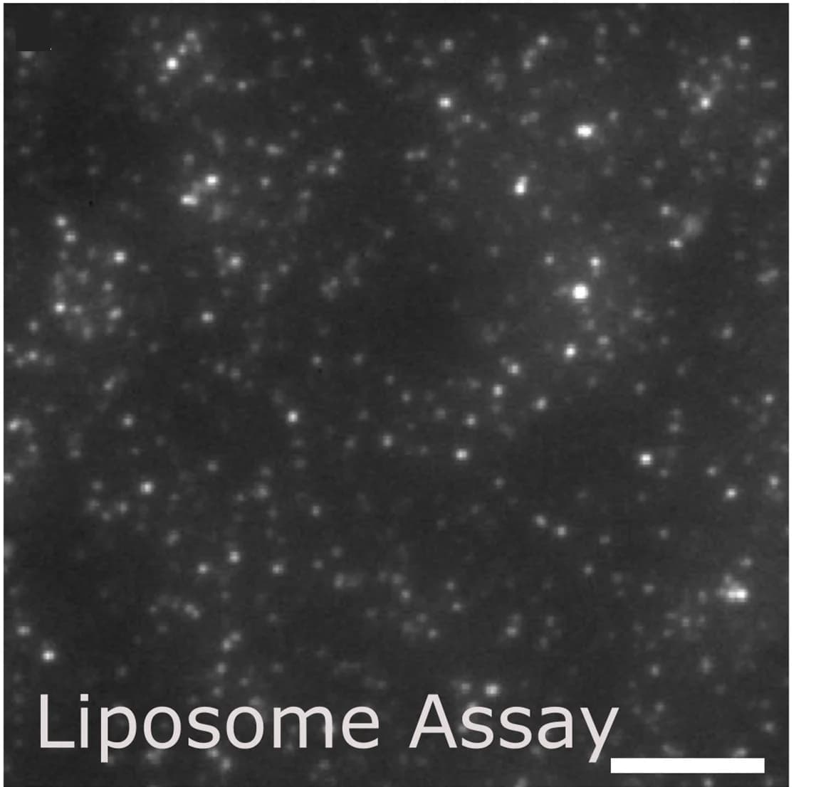 Open access visualization of Microscopy, Liposomes, Ab aggregates