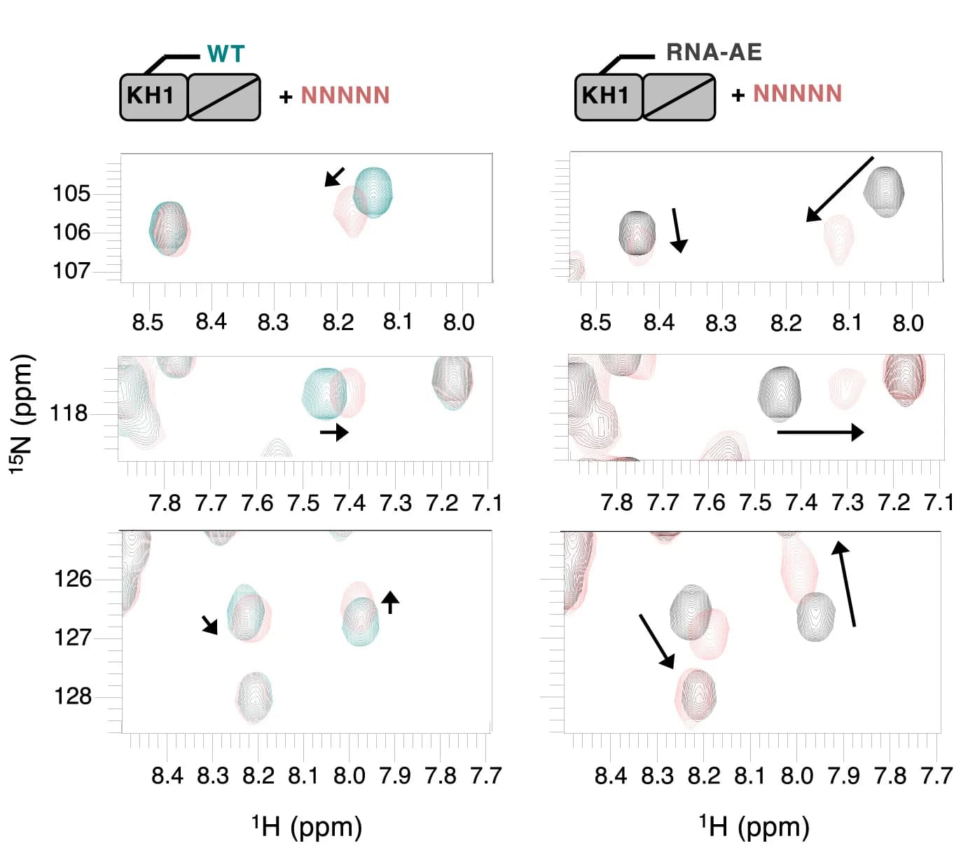 Open access visualization of Scatter Plot, HSQC spectra, FMRP WT, NNNNN RNA, FMRP RNA-AE