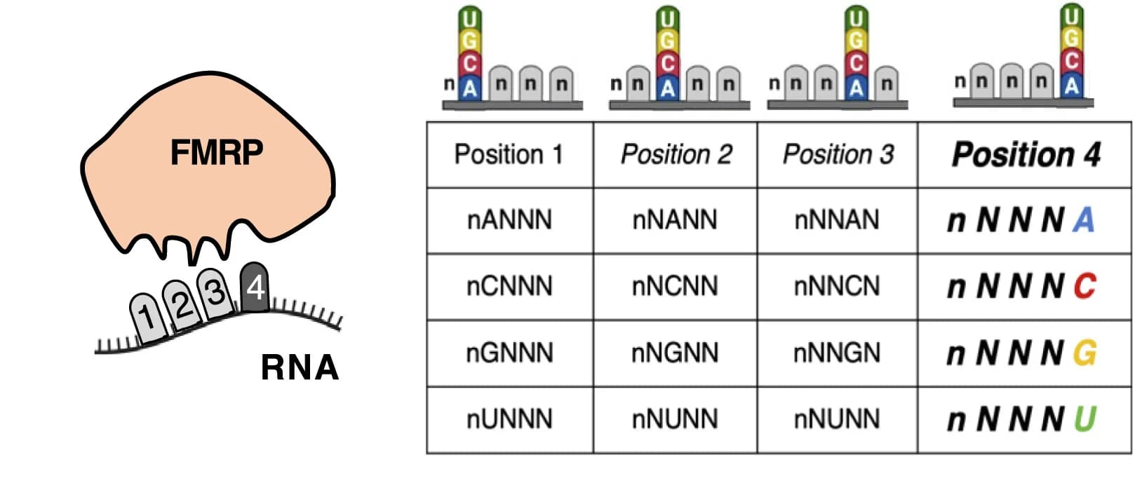 Open access visualization of Illustration, RNA pools, Nucleobase, Protein