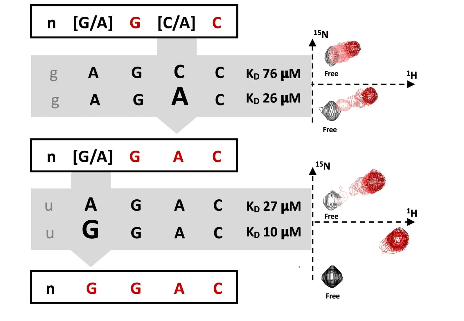 Open access visualization of Workflow, Illustration, Oligos, NMR, Equilibrium Dissociation Constant