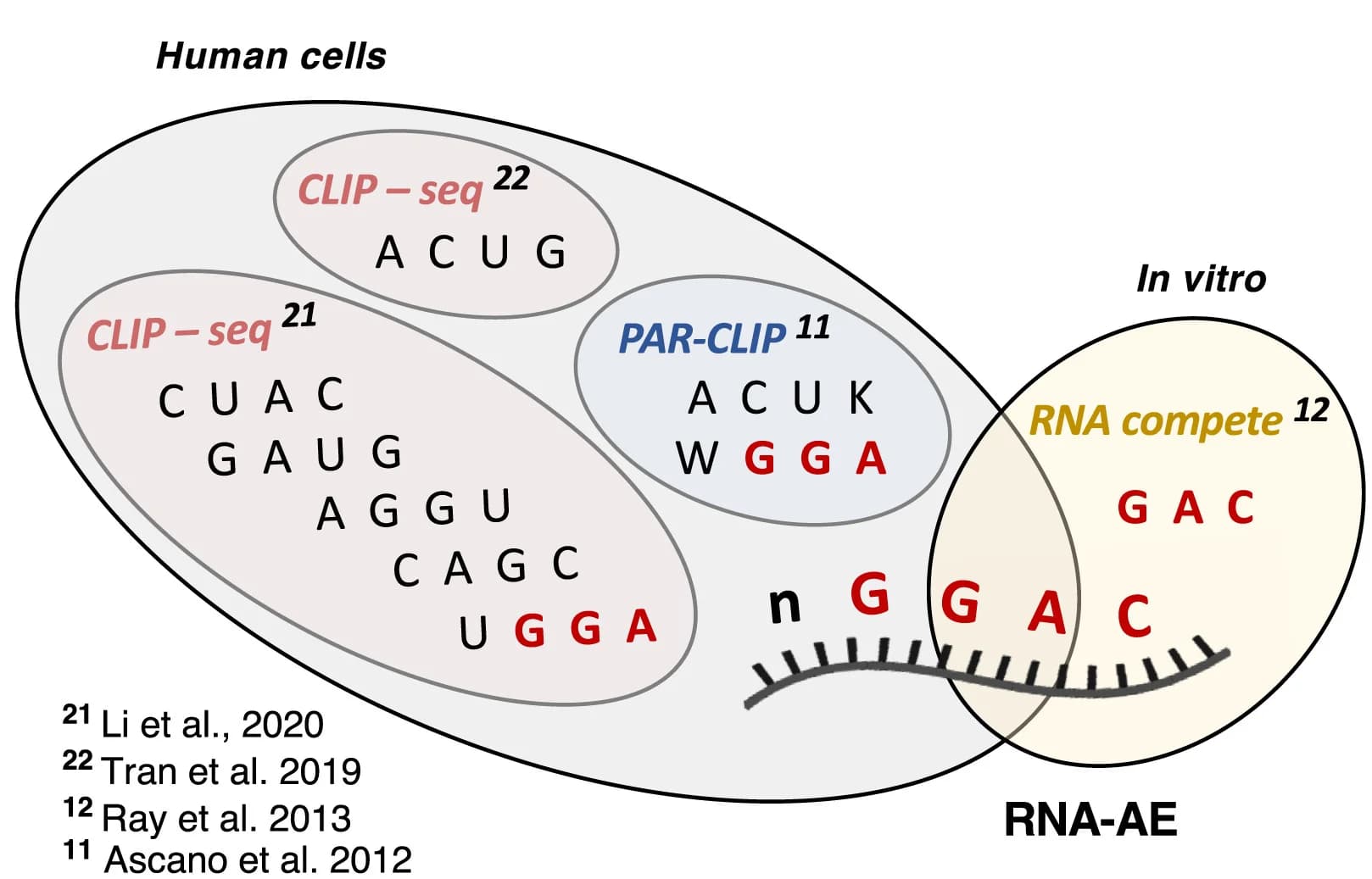 Open access visualization of Venn Diagram, RNA-AE, Motifs, Protein-RNA Interactions, High-throughput Assays