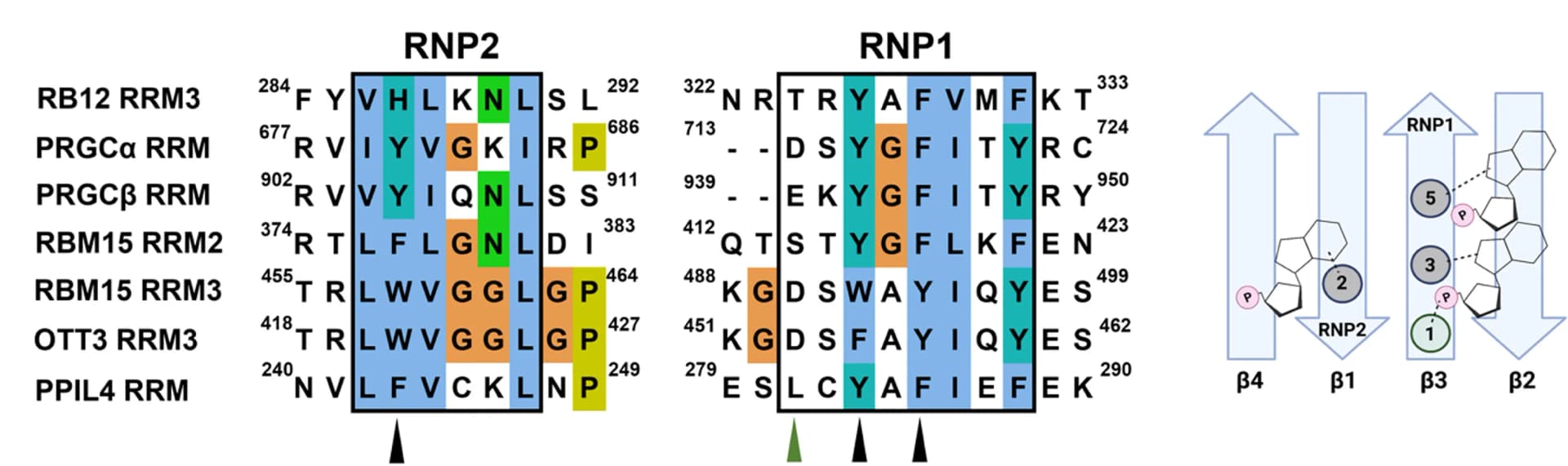 Open access visualization of Illustration, Table Image, RRM Domains, Single-Stranded RNA, Canonical Binding Mode