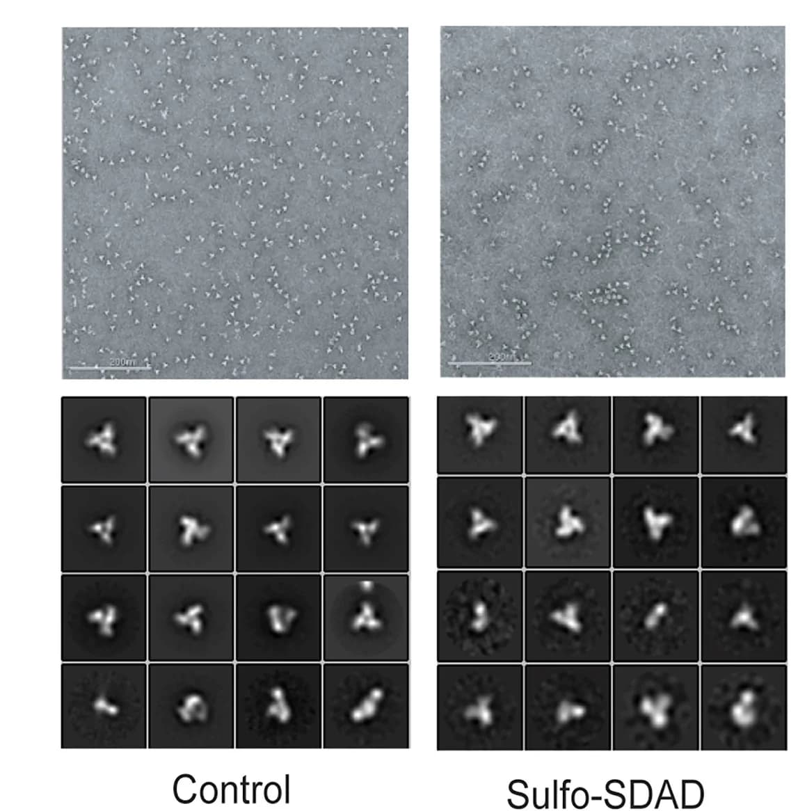 Open access visualization of Microscopy, NS-EM micrograph, 2D classes, Cross-linked BG505 SOSIP.v.3, Non-cross-linked BG505 SOSIP.v.3