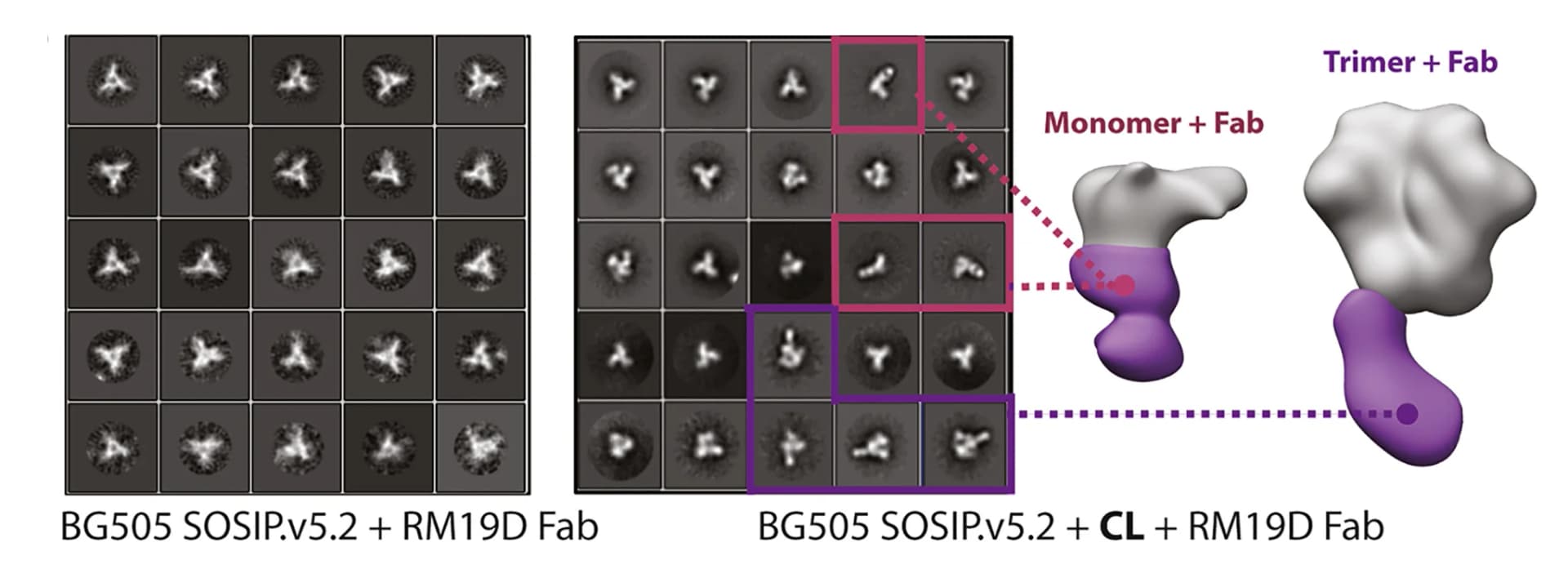 Open access visualization of Microscopy, Protein Structure, 2D Classification, 3D Reconstruction, NS-EM