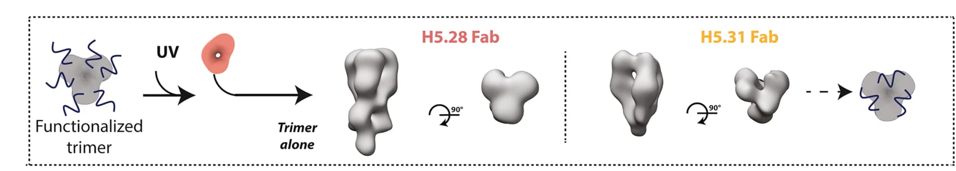 Open access visualization of Workflow, Protein Structure, Sulfo-SDAD, HA, UV Irradiation