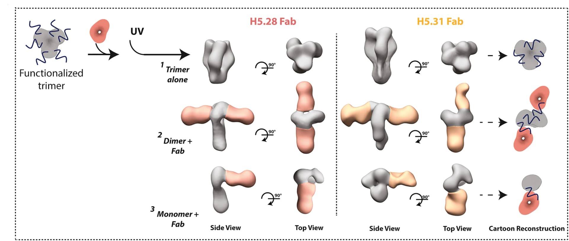 Open access visualization of Workflow, Illustration, Monoclonal Antibodies, HA, UV Irradiation