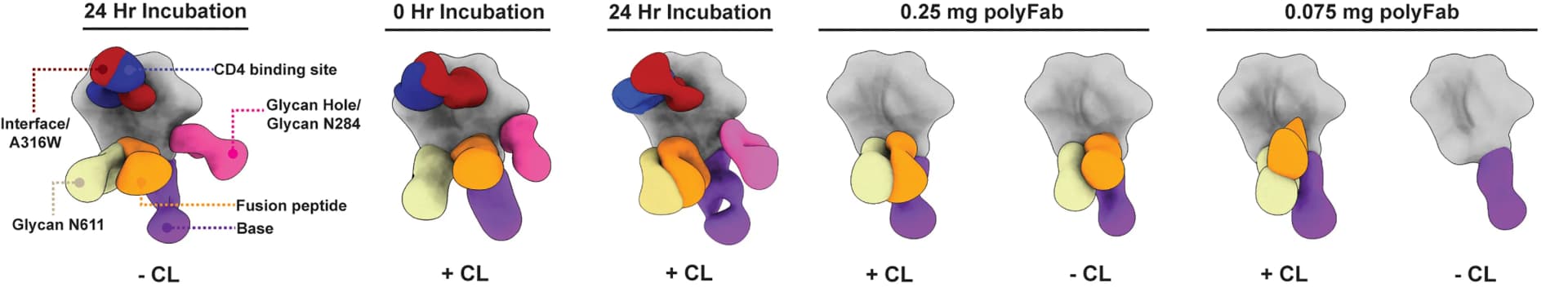 Open access visualization of Protein Structure, HIV Trimer, Polyclonal Immune Responses, Vaccination, NS EMPEM Analysis