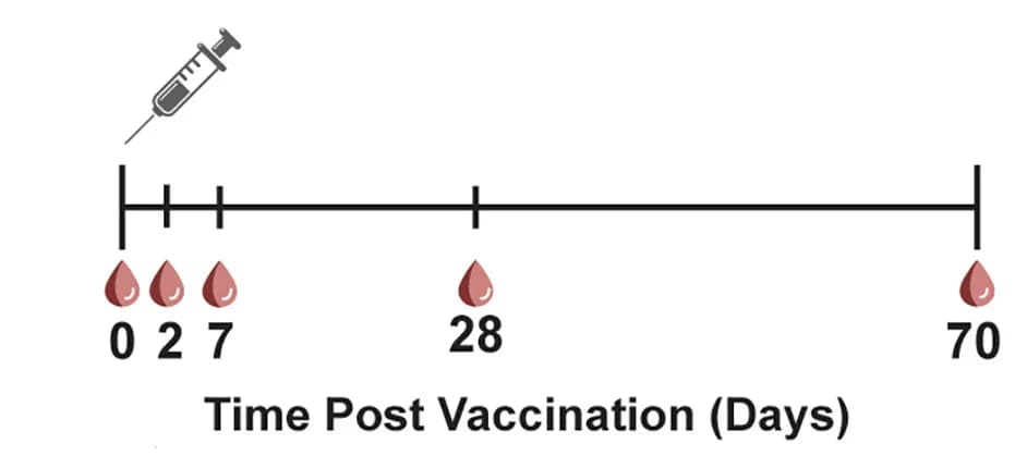 Open access visualization of Illustration, Workflow, Vaccination, Timeline, Blood Draws