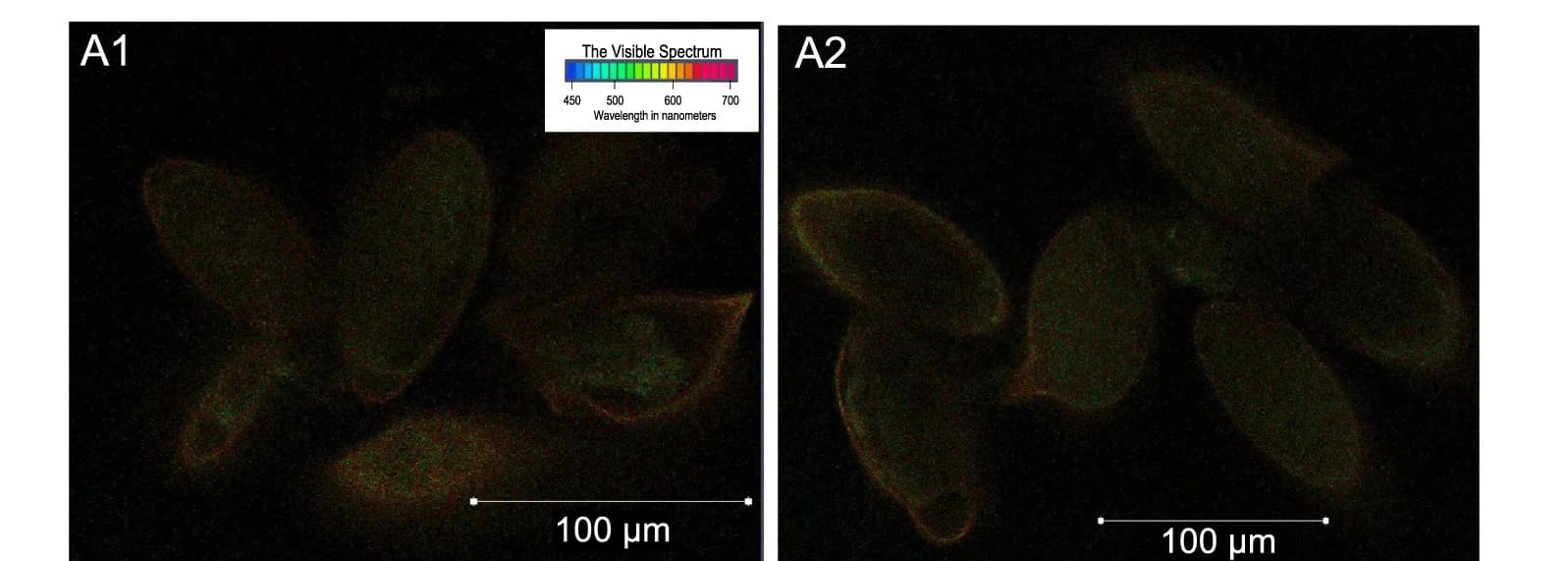 Open access visualization of Microscopy, Confocal Laser Scanning Micrographs, Eggs, Autofluorescence, Control Group