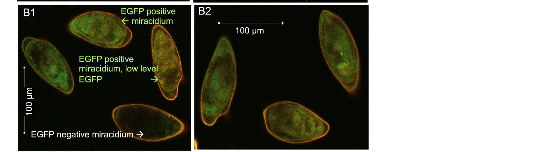 Open access visualization of Microscopy, Eggs, EGFP, KI Group, Triple RNPs